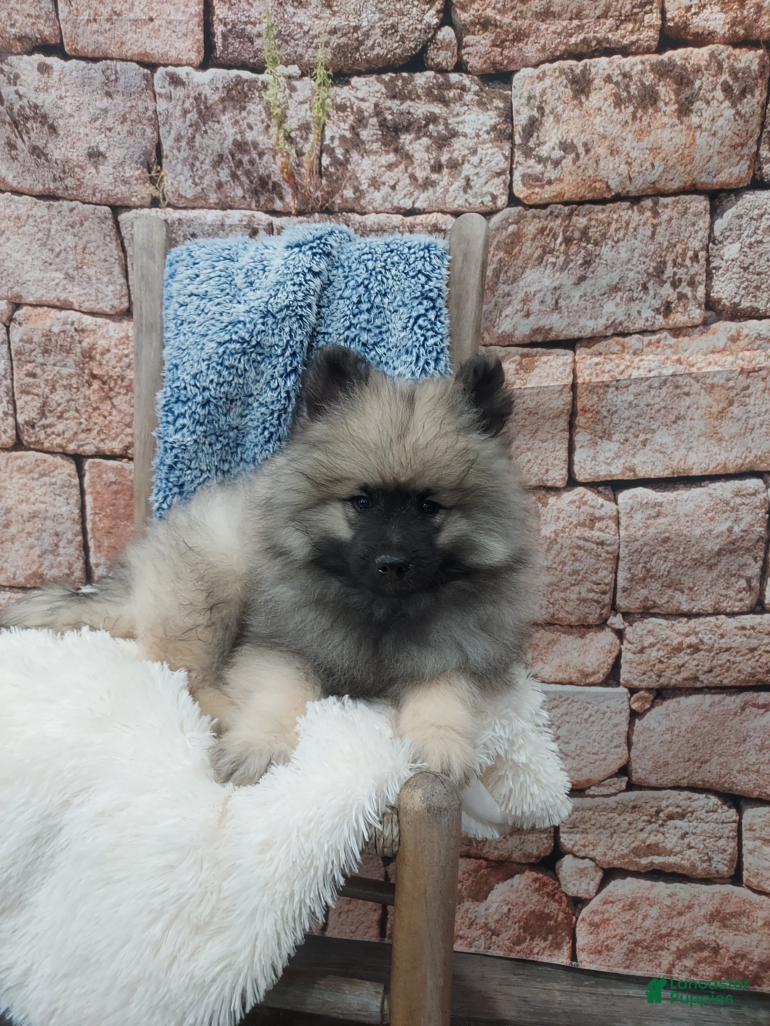 Keeshond dogs Titus - Ad 2