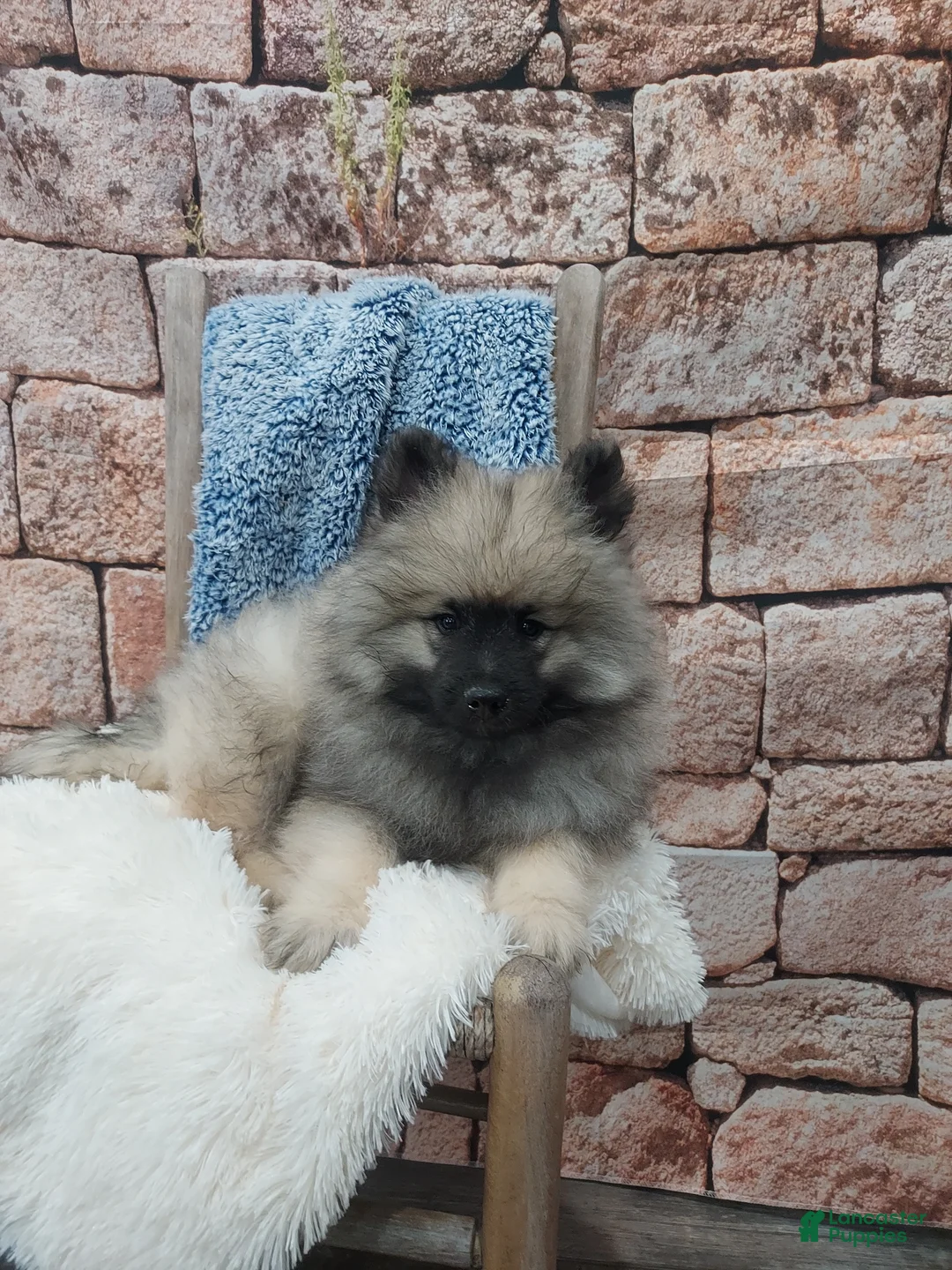 Keeshond dogs for sale: Titus - Ad 2
