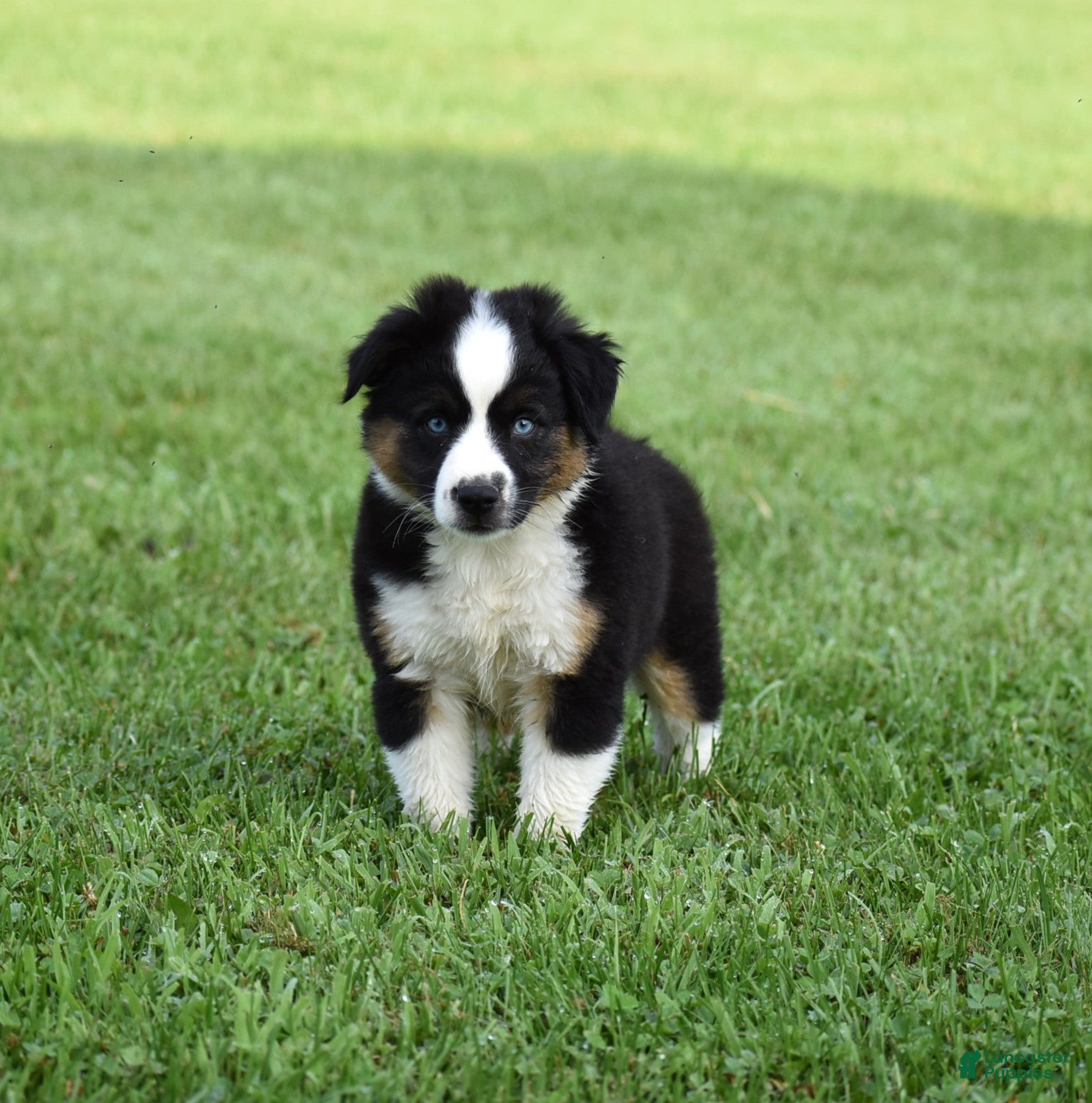Miniature Australian Shepherd dogs Cash - Ad 2