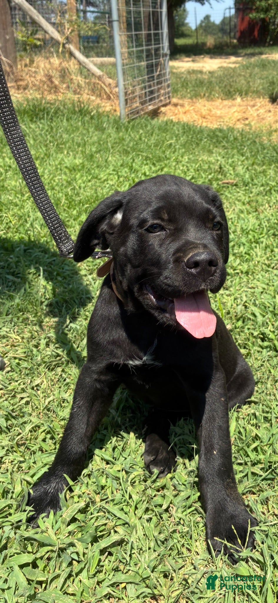Cane Corso dogs Cane Corso Puppy 5 - Ad 8