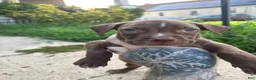 American Bully dogs for sale: Prince - Ad 2