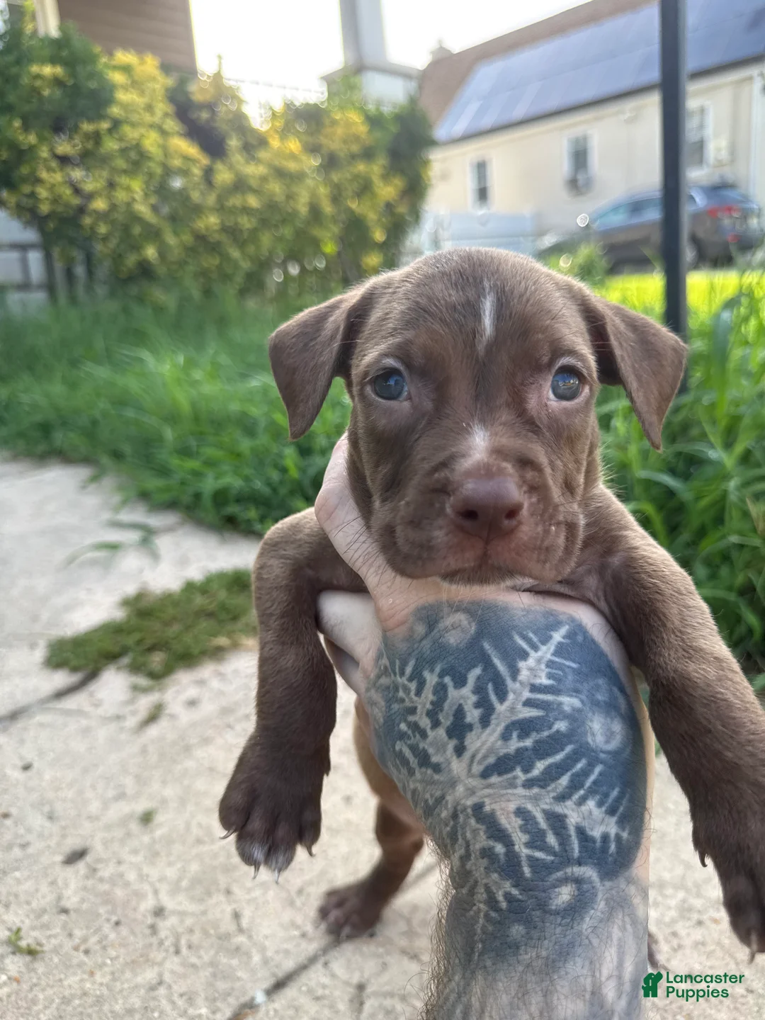 American Bully dogs for sale: Prince - Ad 2