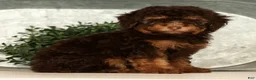 Toy Poodle dogs for sale: Shadow - Ad 4