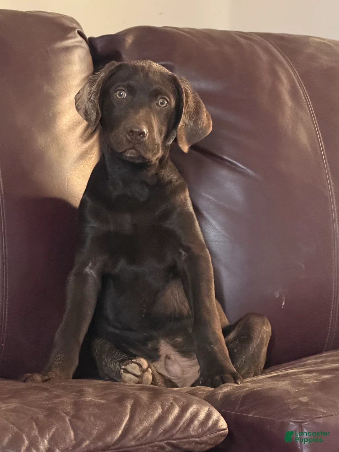 Mixed Breed dogs for sale: Ruger Ru Ru  - Ad 2