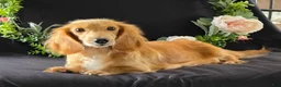 Miniature Dachshund dogs for sale: Dexter - Ad 5