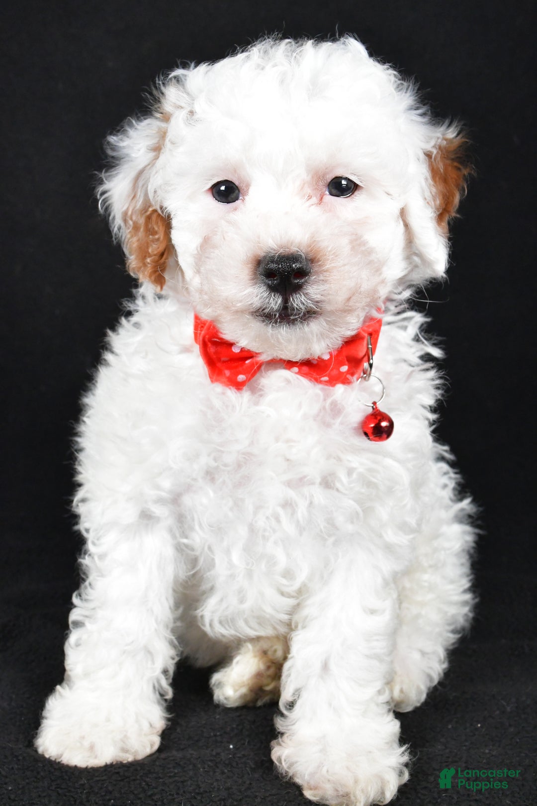 Miniature Poodle dogs for sale: Falcon - Ad 7