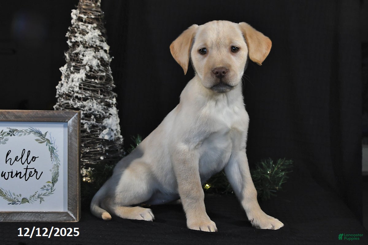 Labrador Retriever dogs Raine - Ad 41