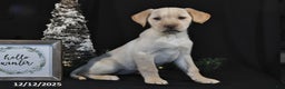 Labrador Retriever dogs for sale: Raine - Ad 1