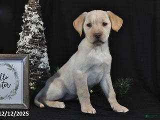 Labrador Retriever dogs for sale: Raine - Ad 1