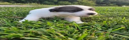 Great Pyrenees dogs for sale: Robin - Ad 9