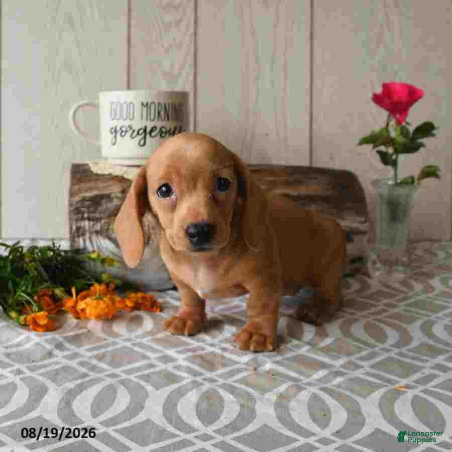 Miniature Dachshund dogs Renae - Ad 1