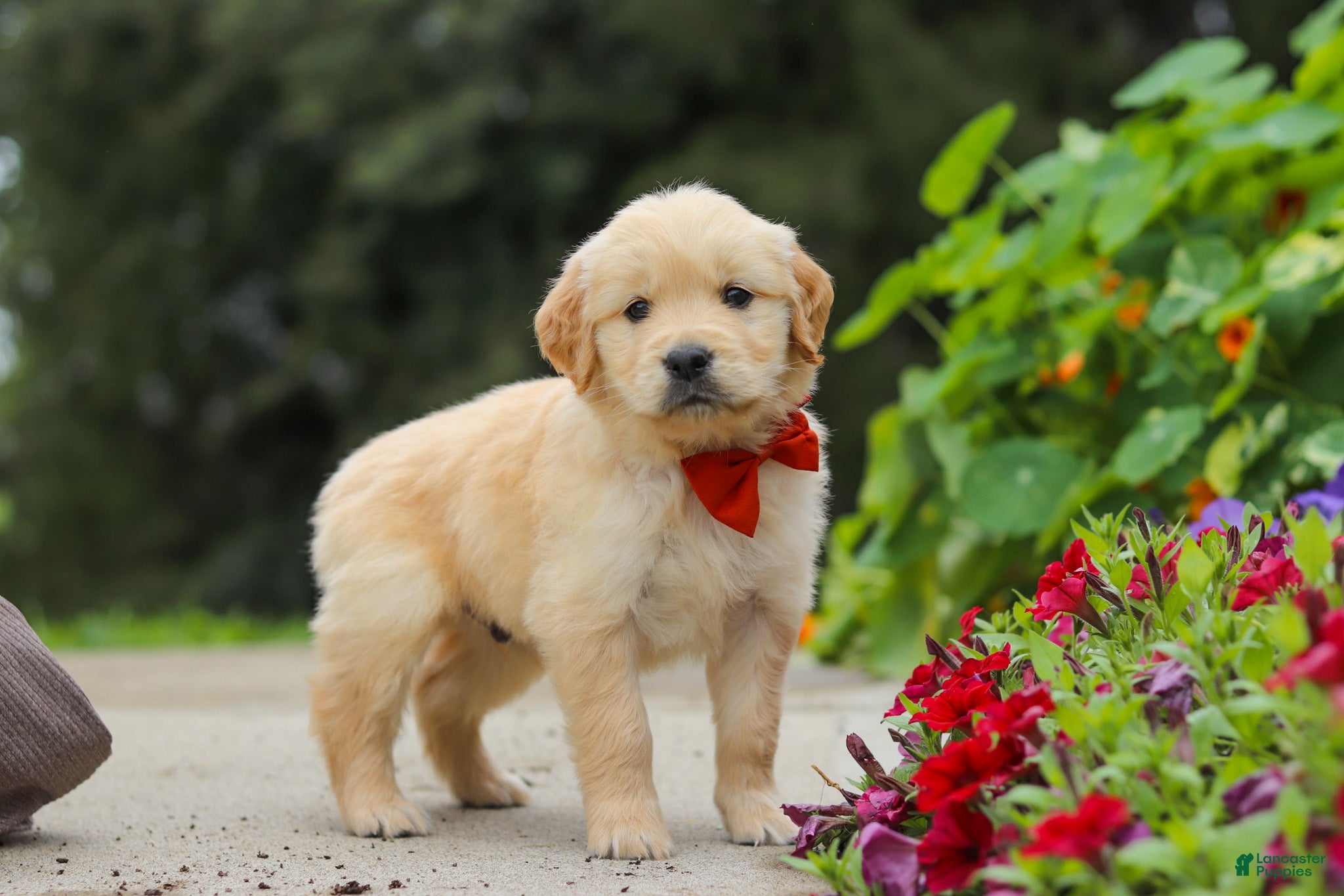 Golden Retriever dogs Baldo - Ad 1