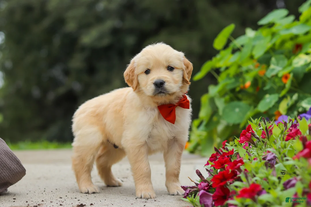 Golden Retriever dogs for sale: Baldo - Ad 1