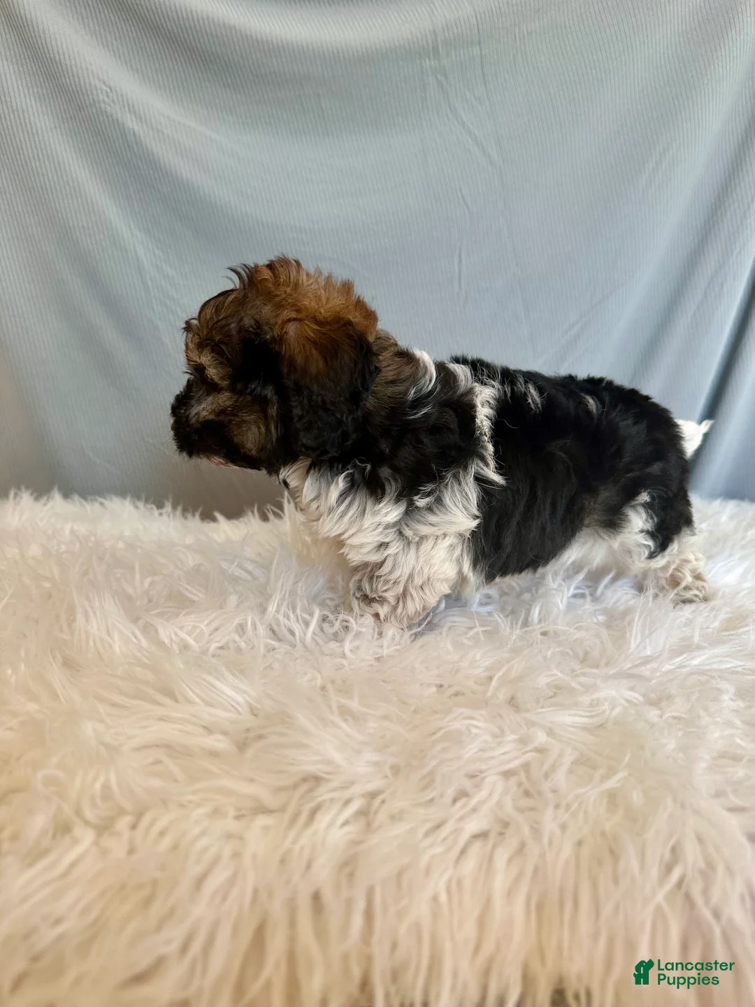 Doxiepoo dogs for sale: Toby - Ad 2