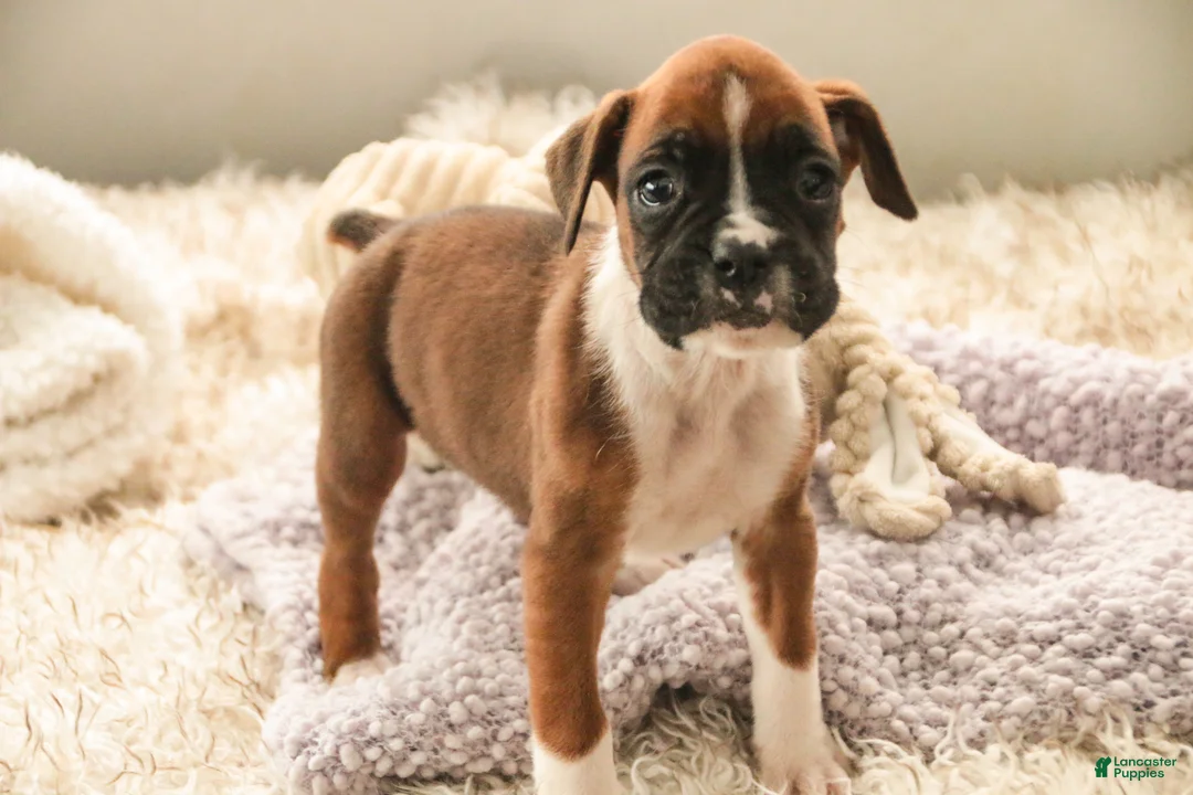 Boxer dogs for sale: Matcha - Ad 8