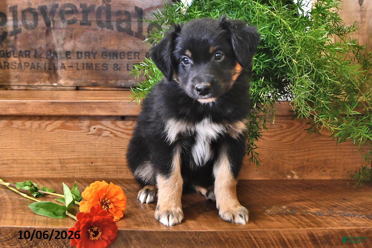Australian Shepherd dogs Rocket - Ad 1