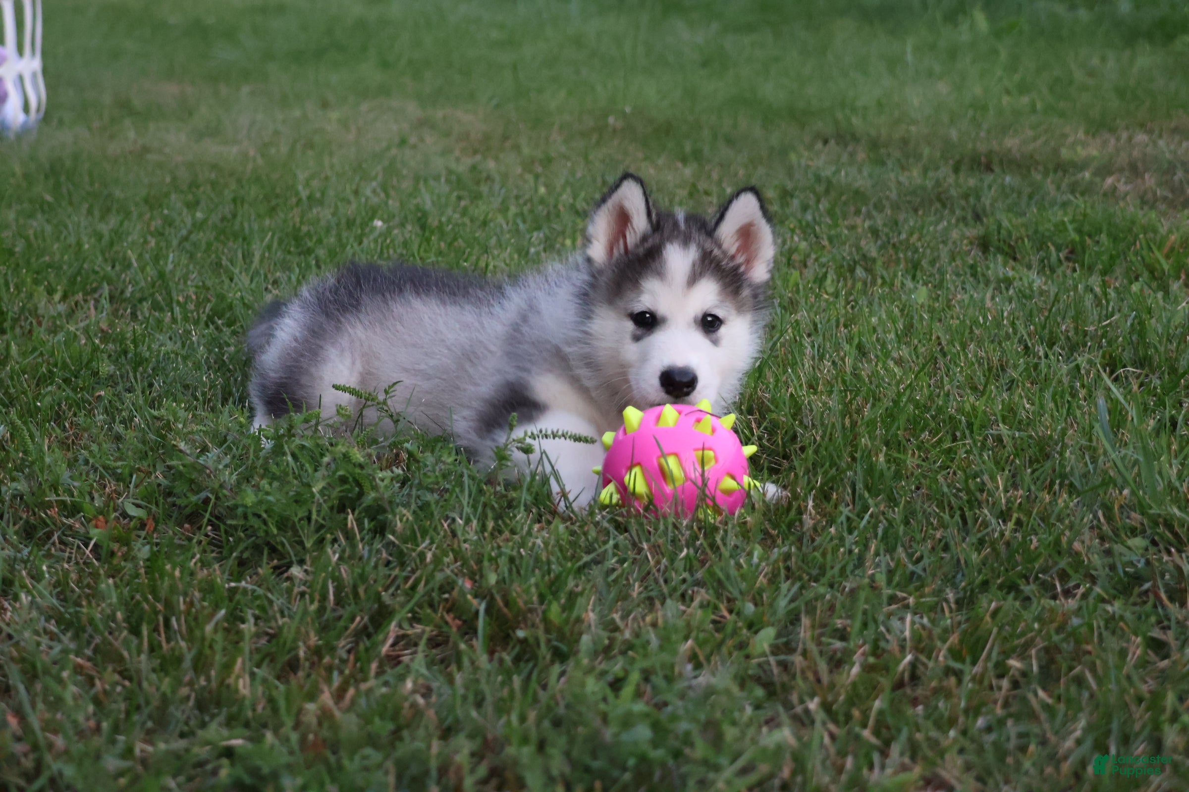 Alaskan Malamute dogs Yukon - Ad 2
