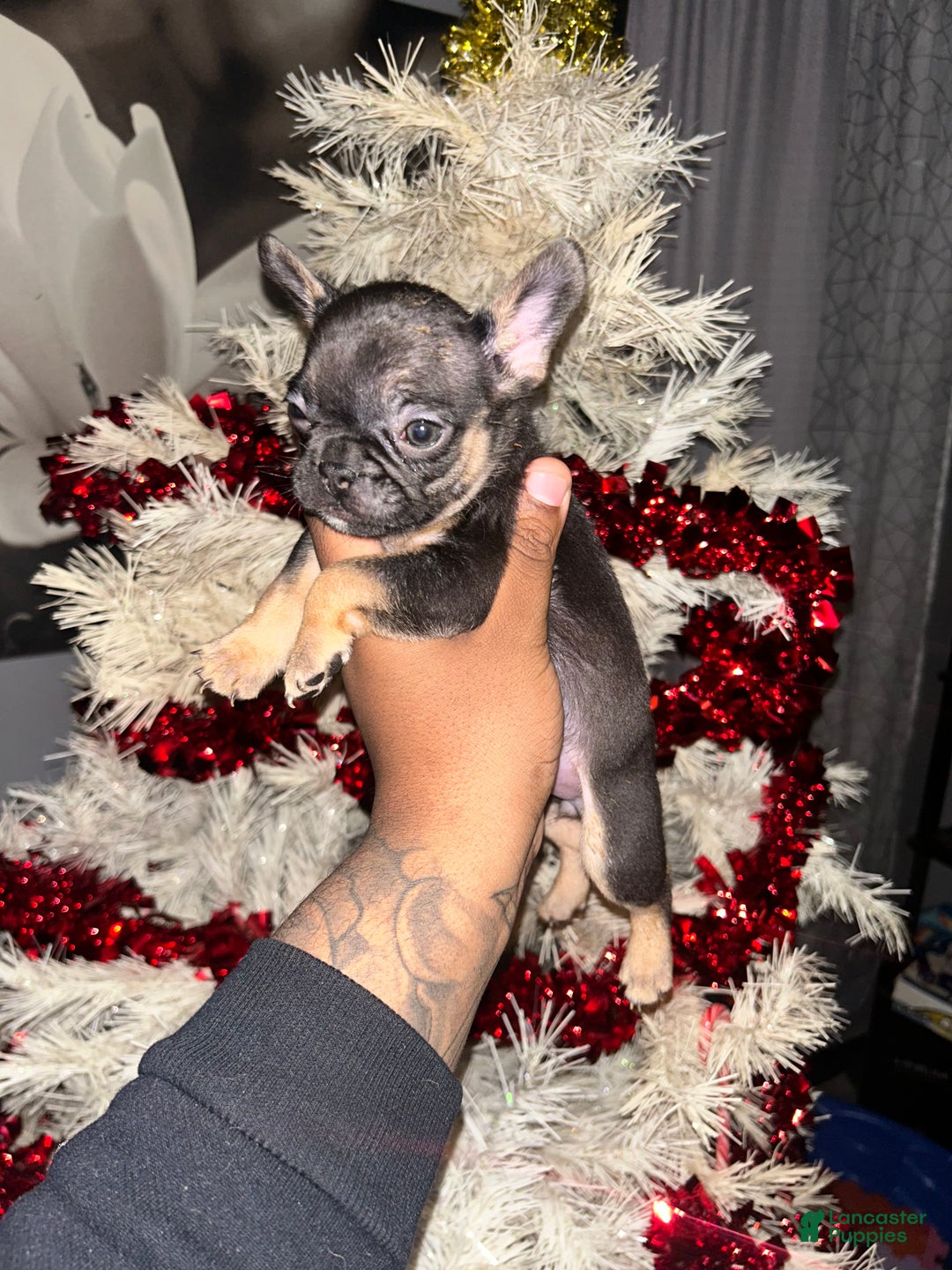 French Bulldog dogs for sale: Luna - Ad 2