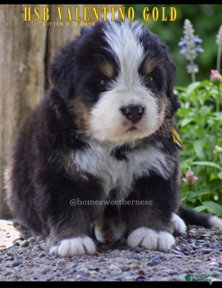 Bernese Mountain Dog dogs Bernese Mountain Dog Male 3 - Ad 21