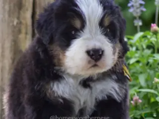 Bernese Mountain Dog dogs Bernese Mountain Dog Male 3 - Ad 21