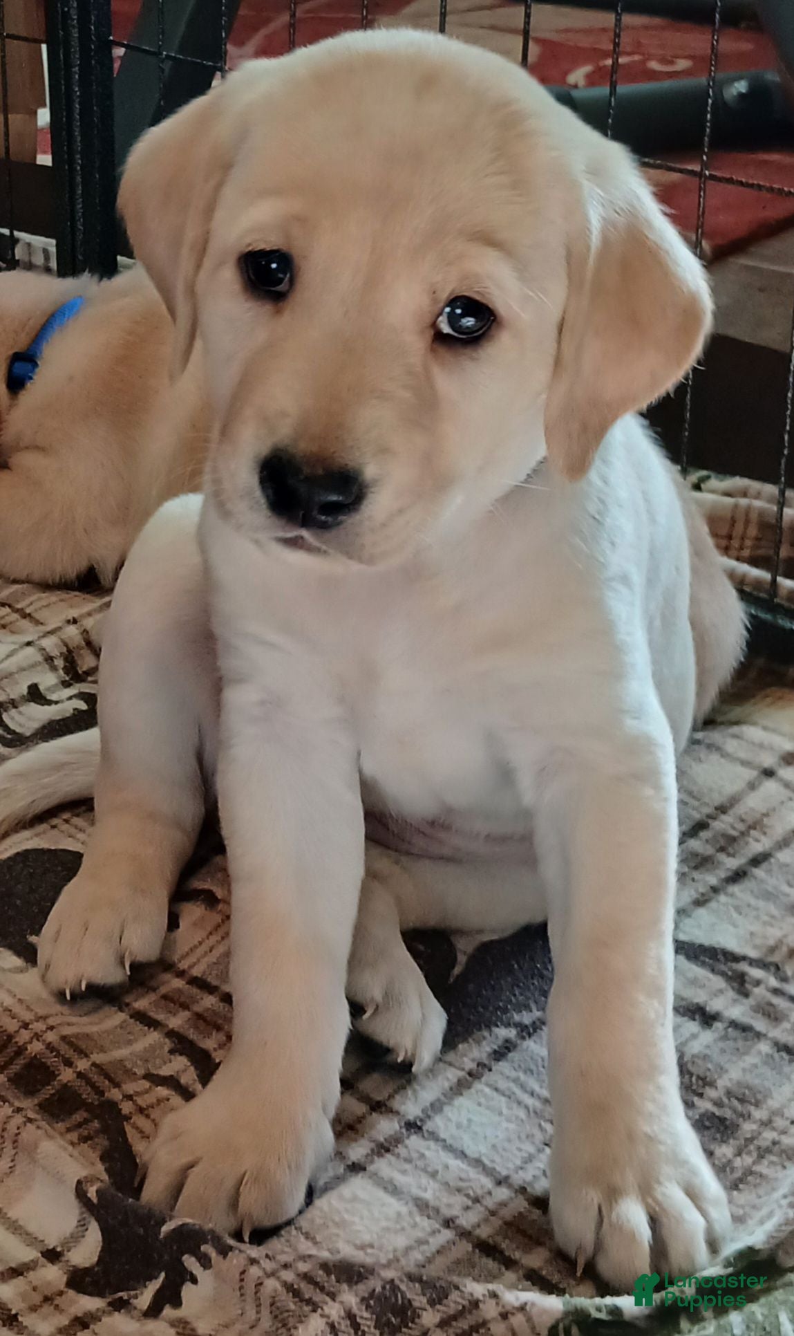 Labrador Retriever dogs Labrador Retriever Red collar - Ad 17