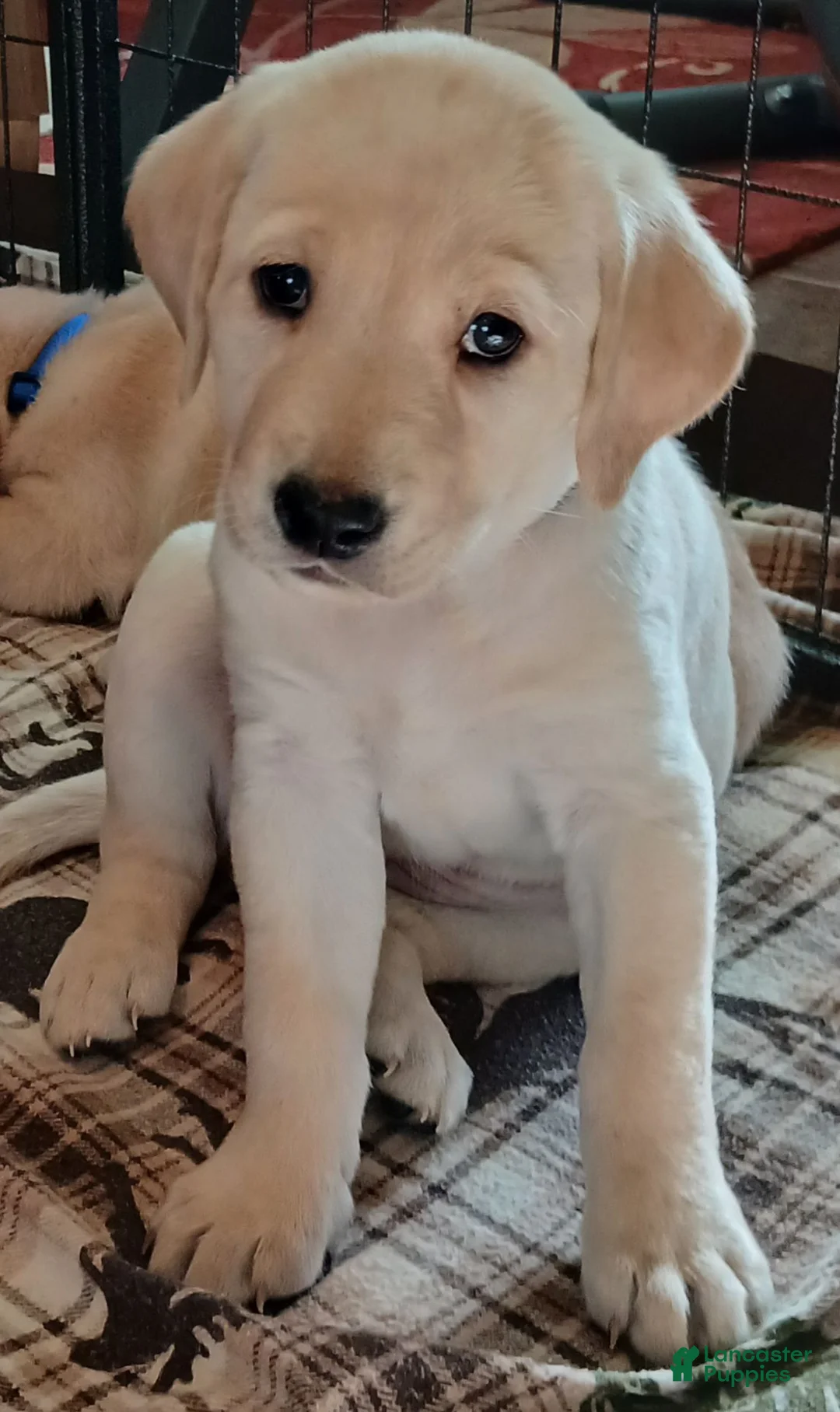 Labrador Retriever dogs for sale: Labrador Retriever Red collar - Ad 1
