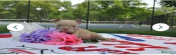 American Bully dogs for sale: American Bully 2 - Ad 18