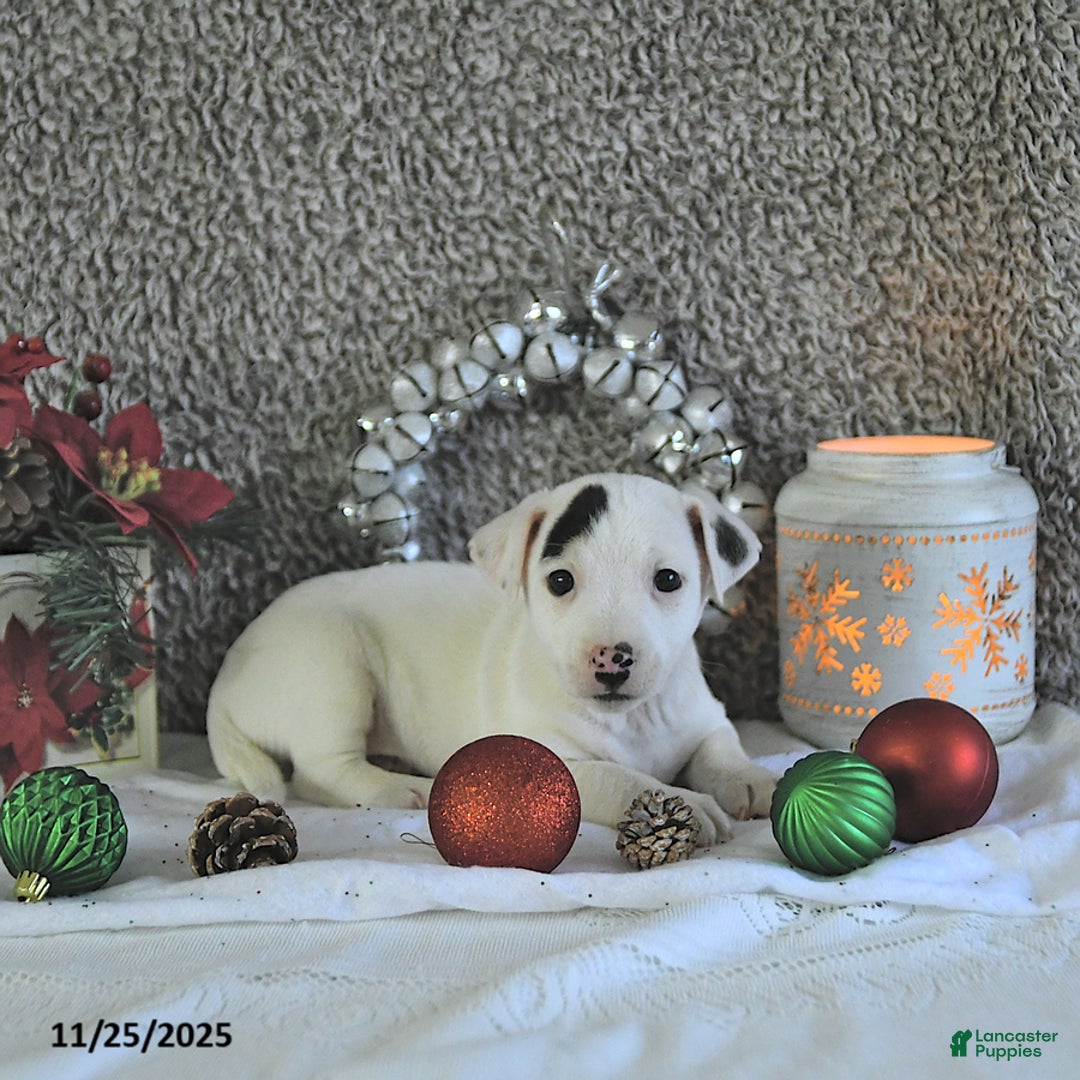 Jack Russell Terrier dogs for sale: Toby - Ad 5