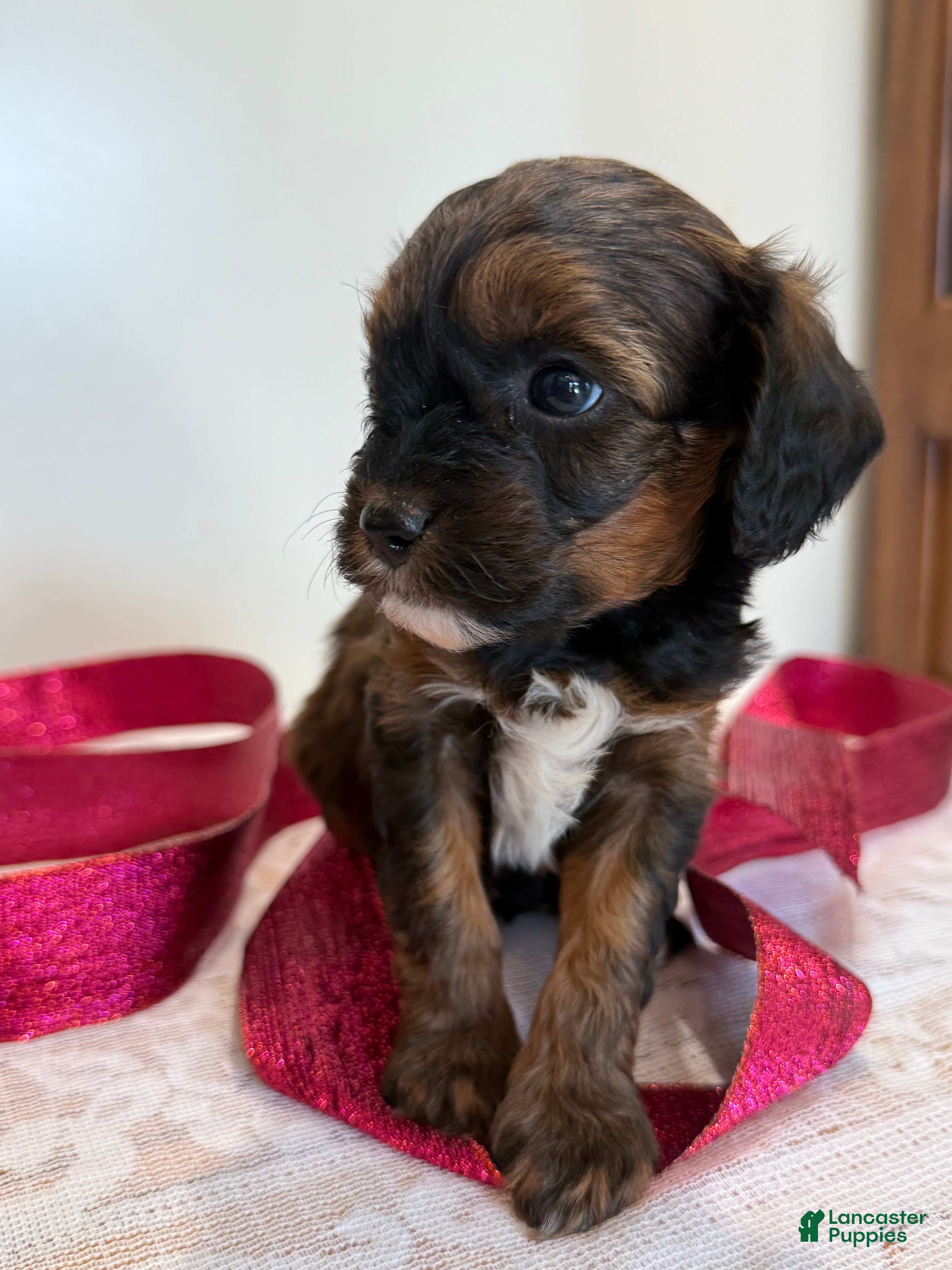 Cavapoo dogs Chocolate Chip Cavapoo  - Ad 2