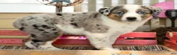 Australian Shepherd dogs for sale: Jasper - Ad 5