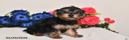 Yorkiepoo dogs for sale: Cassidy - Ad 1