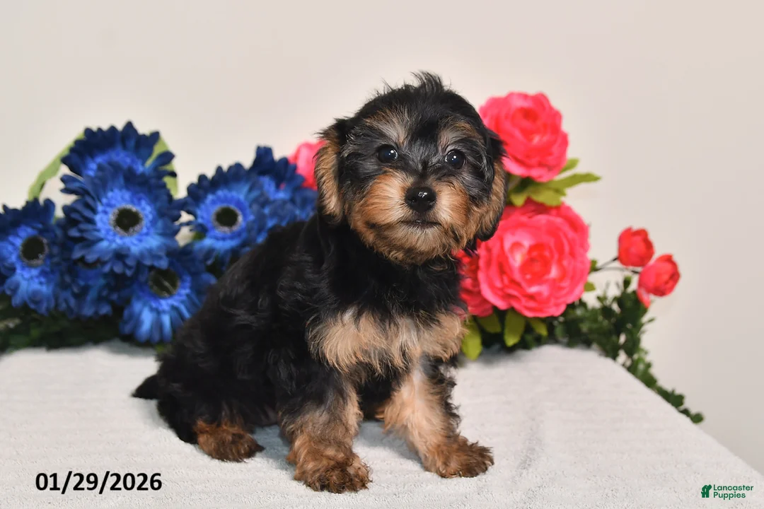 Yorkiepoo dogs for sale: Cassidy - Ad 1