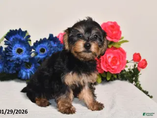 Yorkiepoo dogs Cassidy - Ad 24
