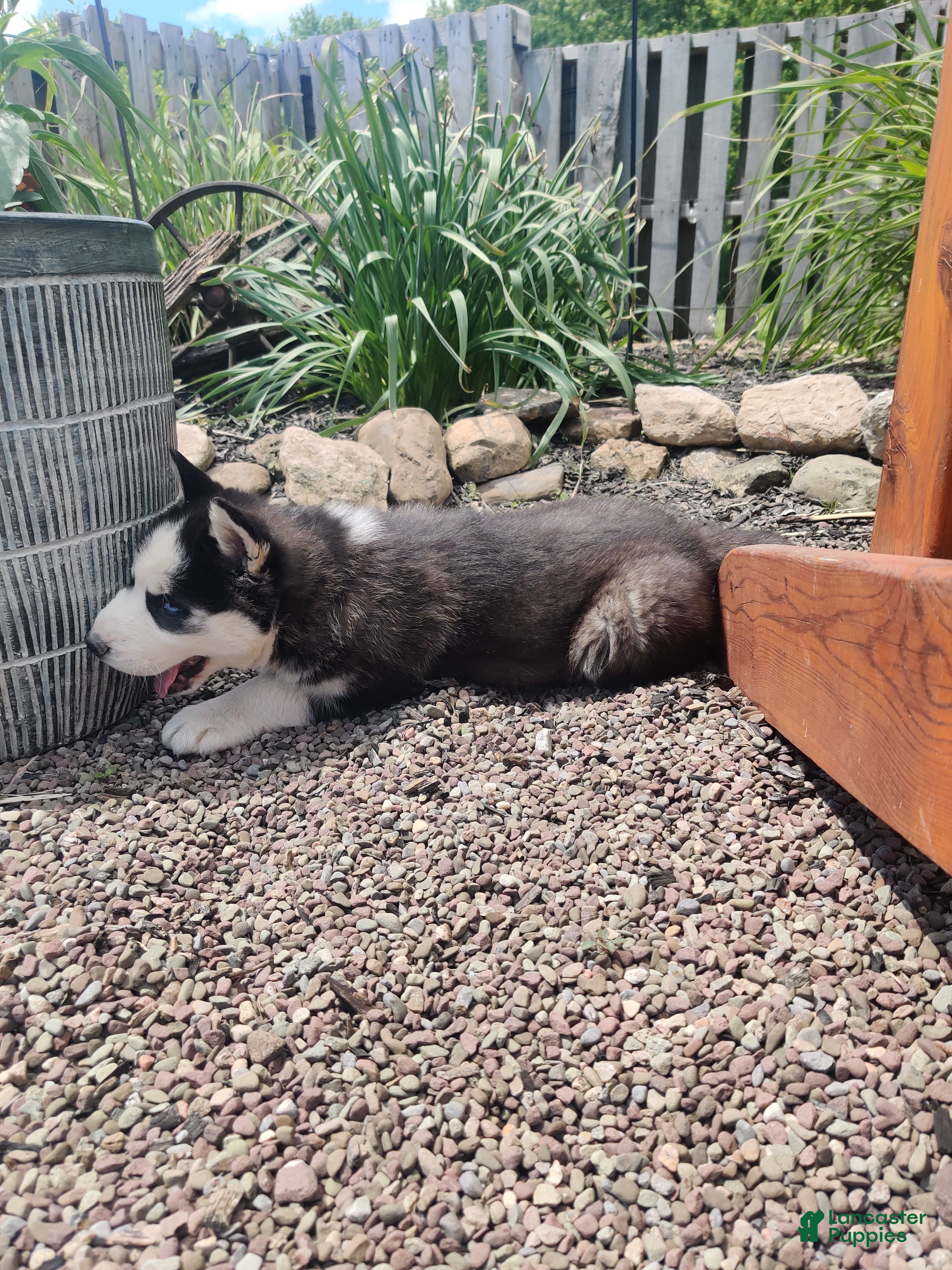 Siberian Husky dogs Lily - Ad 2