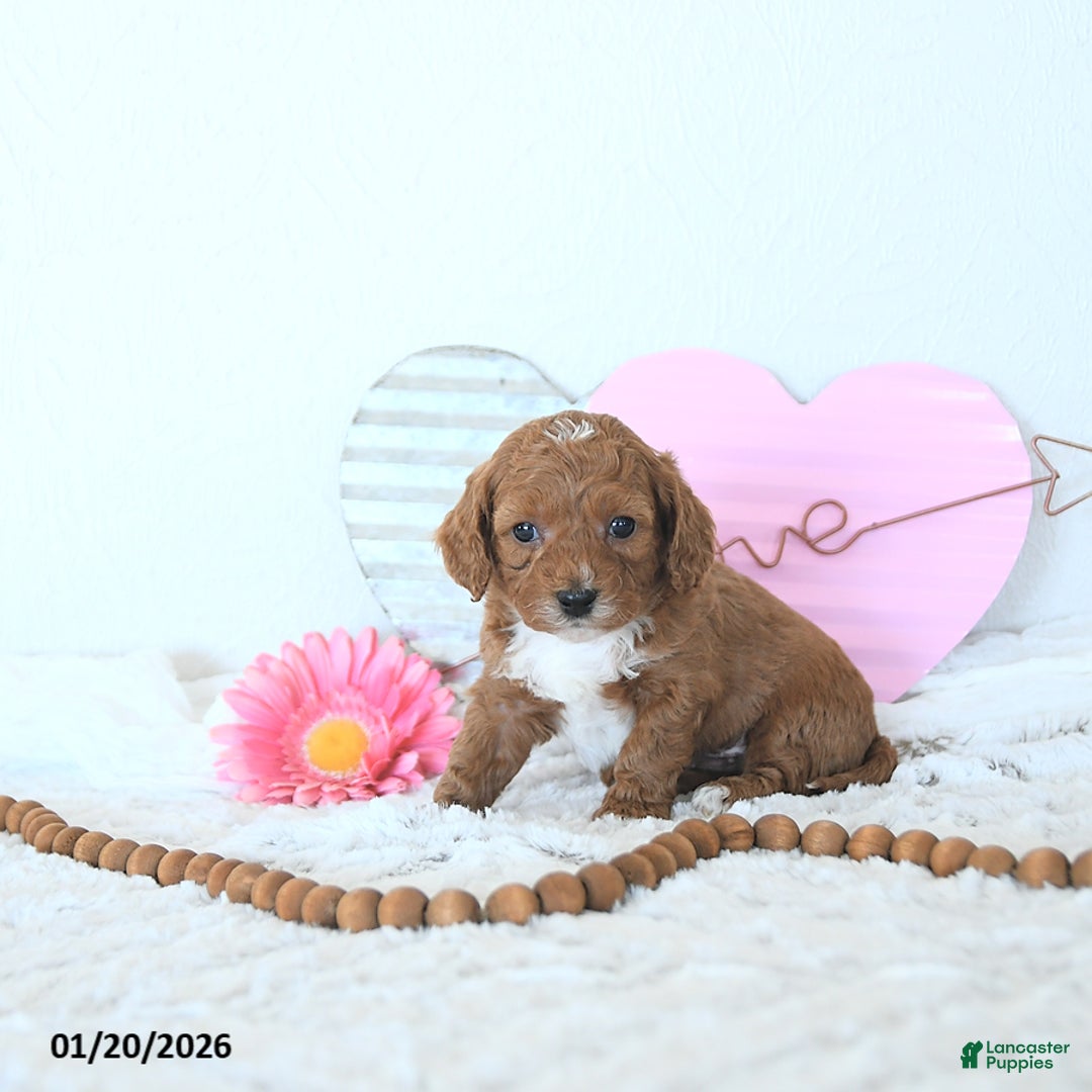 Mini Goldendoodle dogs for sale: Koda - Ad 2