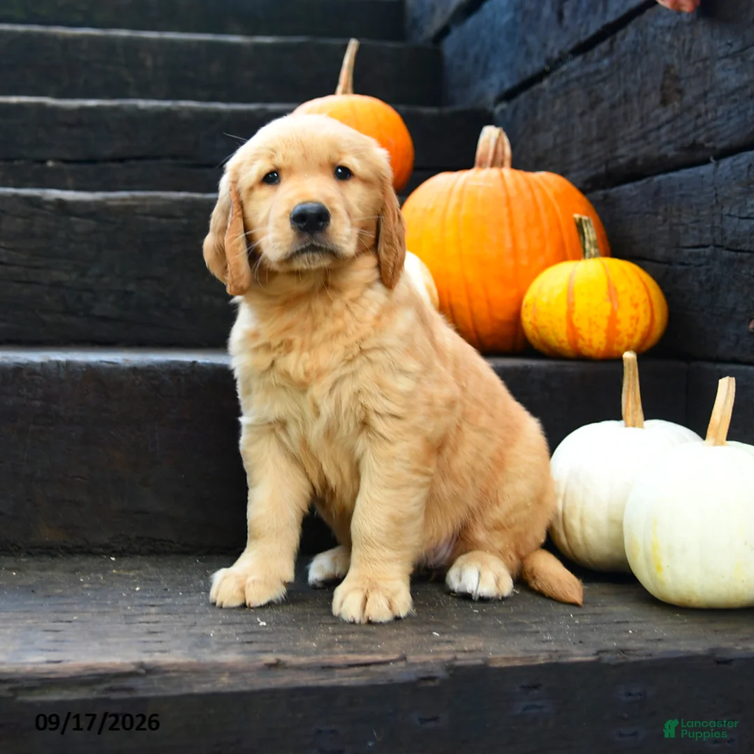 Golden Retriever dogs for sale: Hazelnut - Ad 2