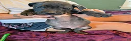 Presa Canario dogs for sale: Presa Canario 13 - Ad 1