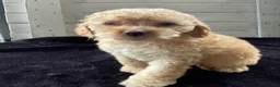 Cockapoo dogs for sale: Sweetie  - Ad 4