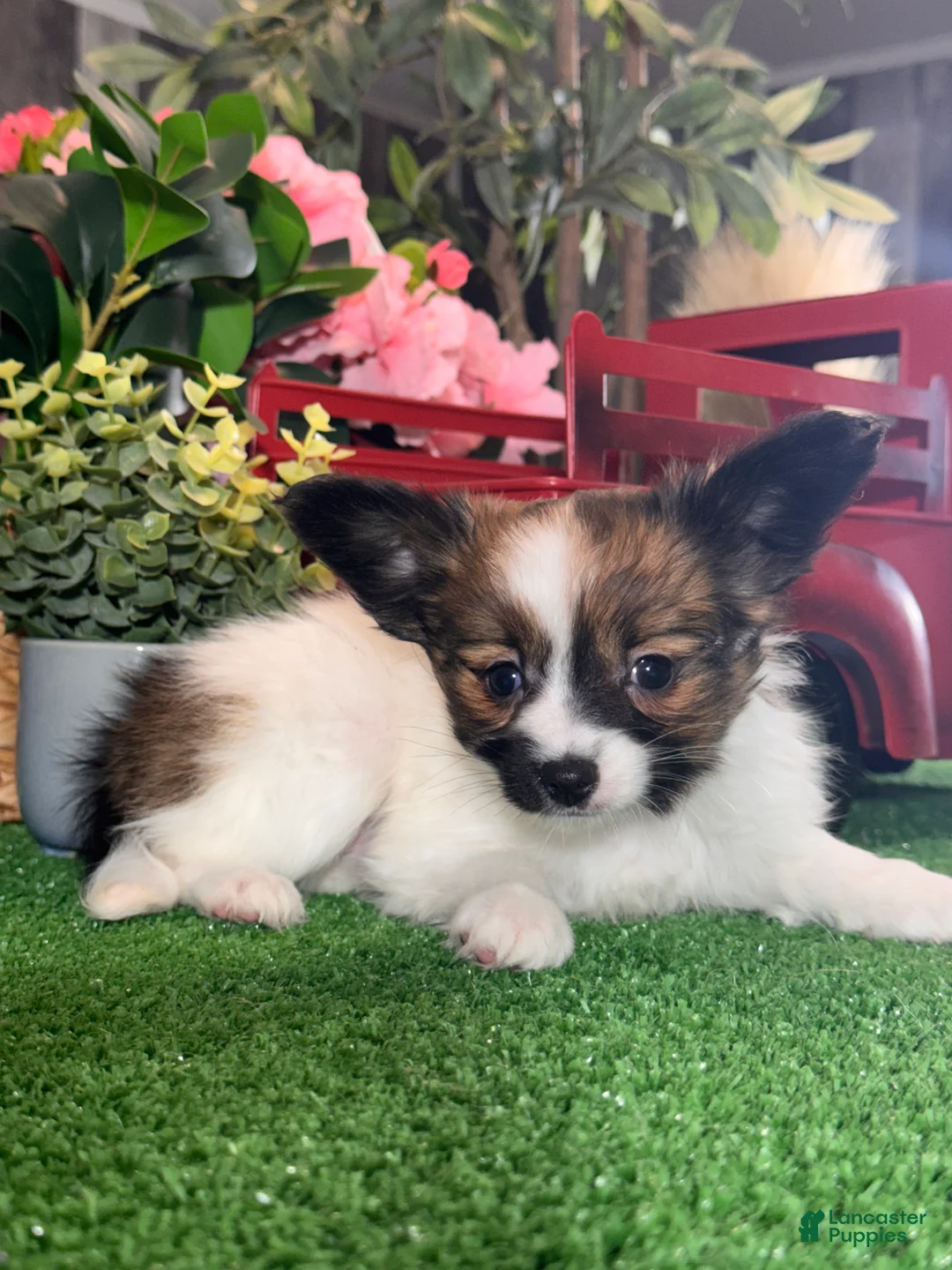 Papillon dogs for sale: Riann - Ad 2