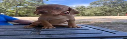 Vizsla dogs for sale: Pink - Ad 3