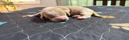 Basset Hound dogs for sale: Mario- red - Ad 3