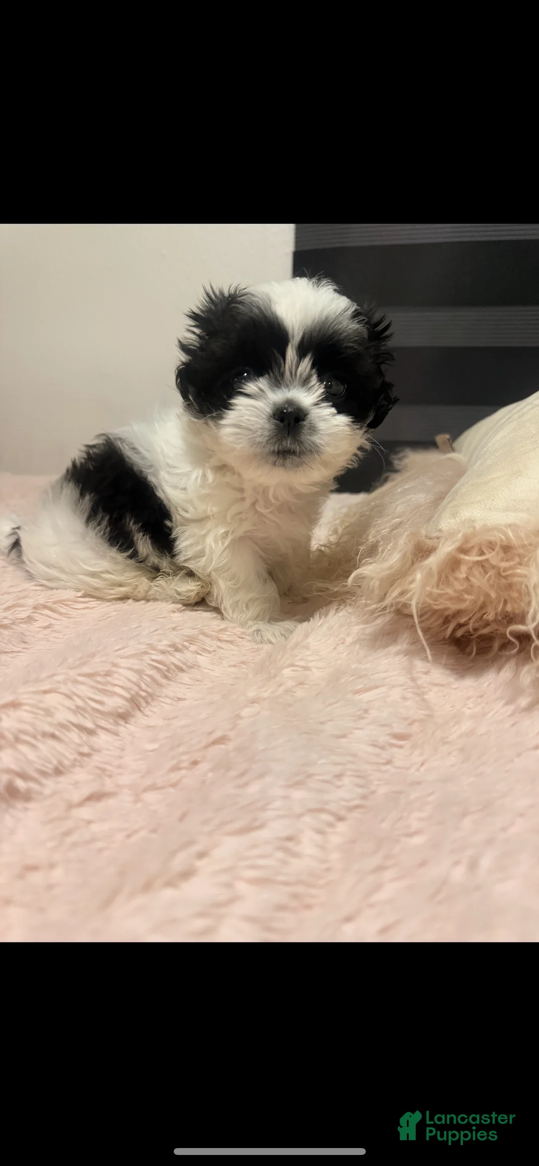 Shih Tzu dogs for sale: Shih Tzu 1 - Ad 3