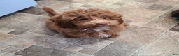 Miniature Poodle dogs for sale: Buck - Ad 1