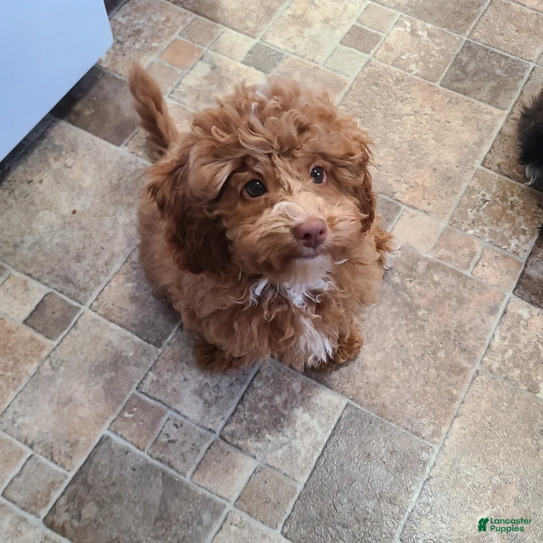 Miniature Poodle dogs for sale: Buck - Ad 1