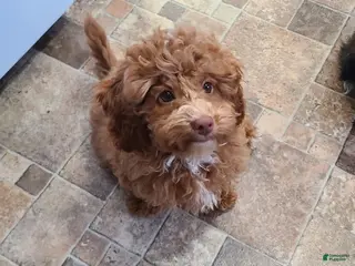 Miniature Poodle dogs Buck - Ad 11