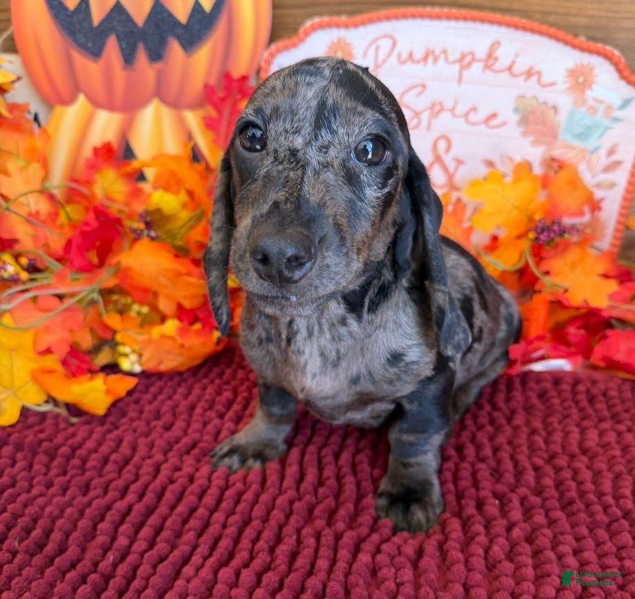 Miniature Dachshund dogs Marble - Ad 13