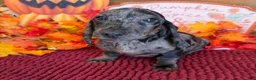 Miniature Dachshund dogs for sale: Marble - Ad 1