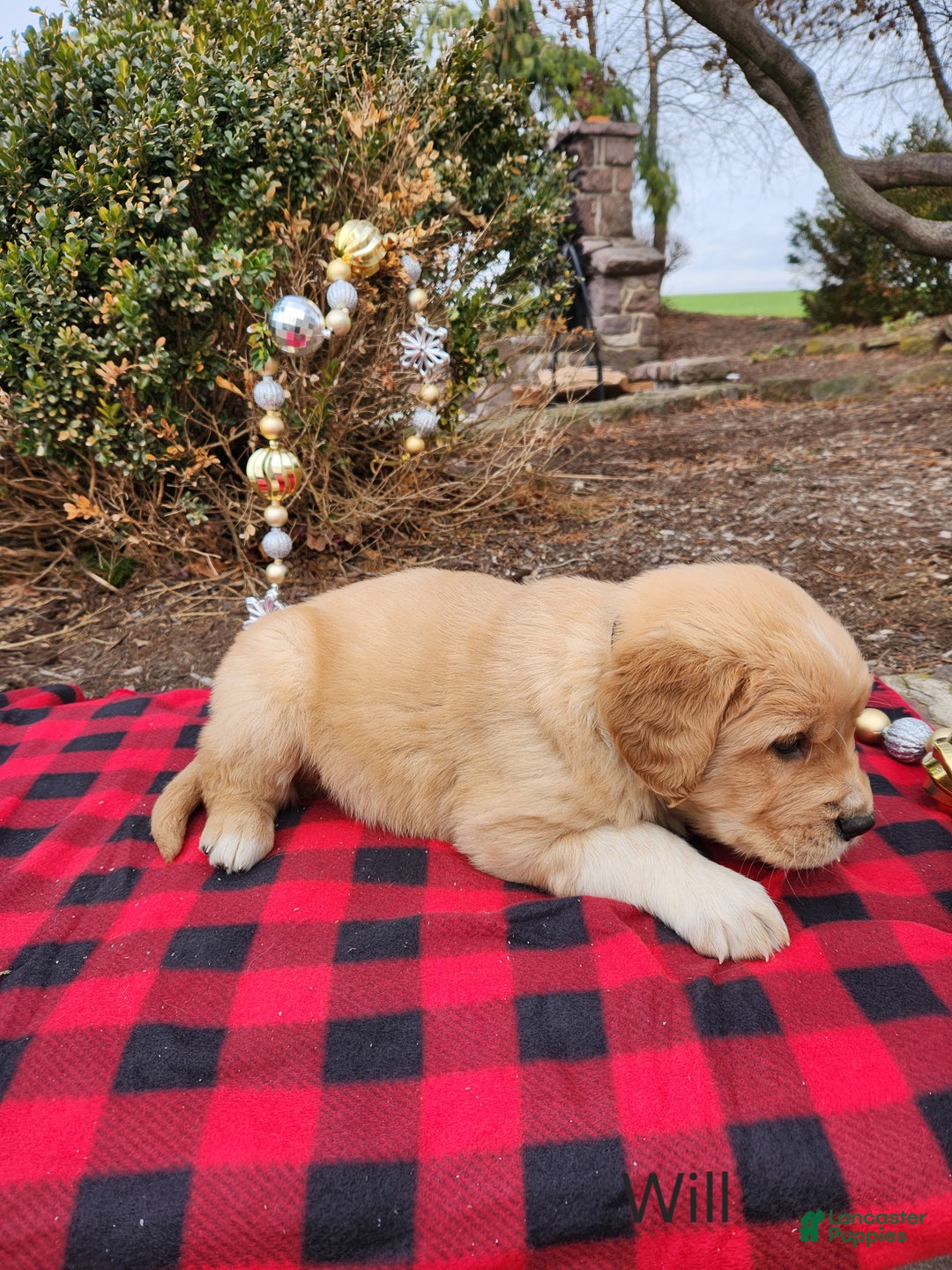 Golden Retriever dogs for sale: Will - Ad 3