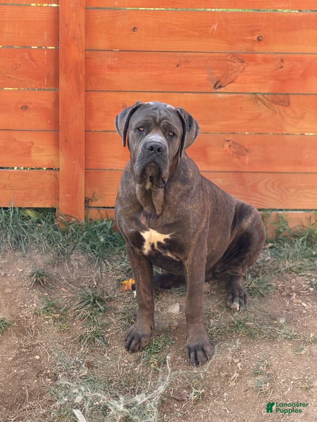 Cane Corso dogs for sale: Cane Corso Puppy 2 - Ad 5