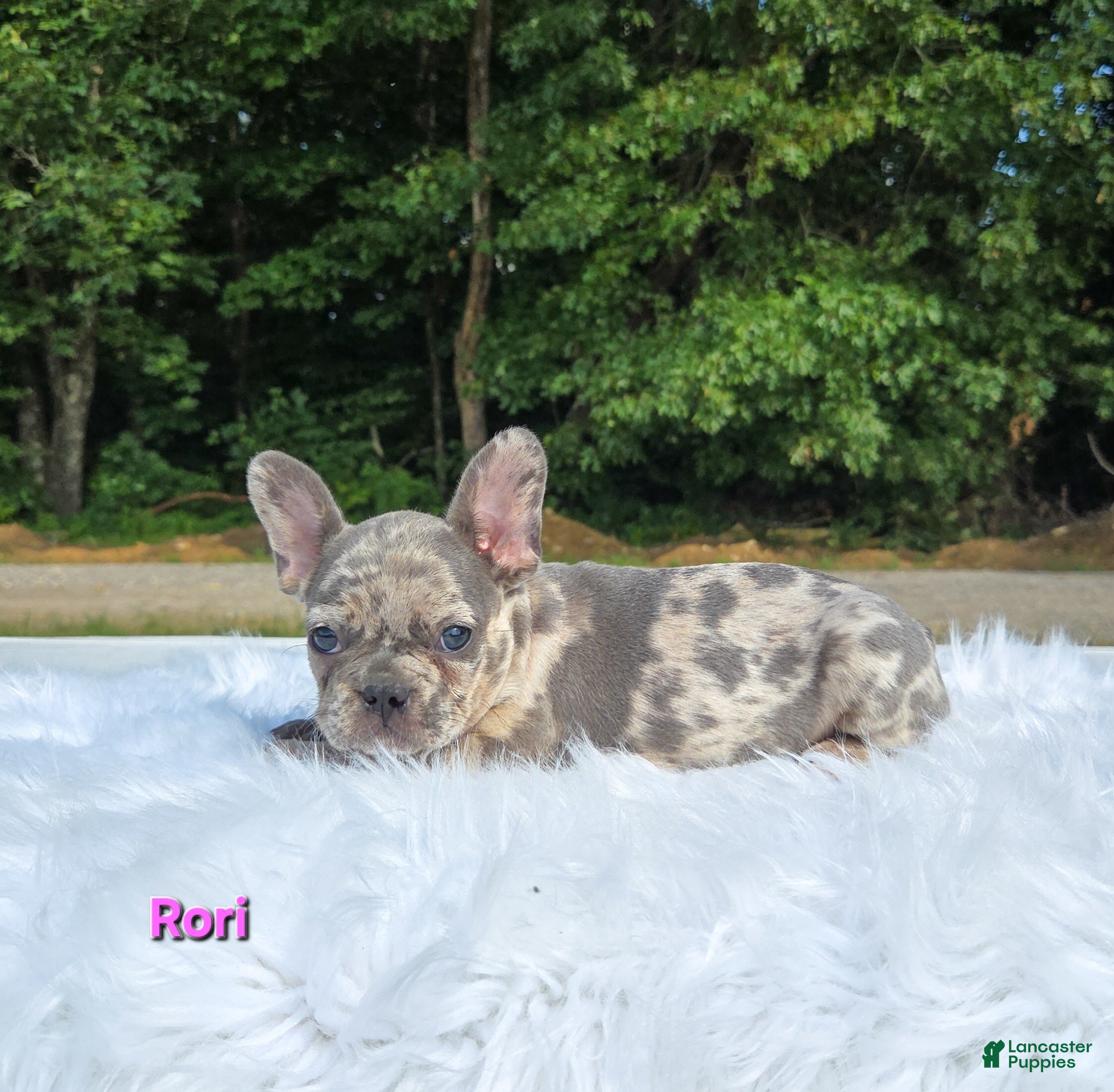 Frenchton dogs Ruri - Ad 1